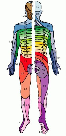 Dermatome Map